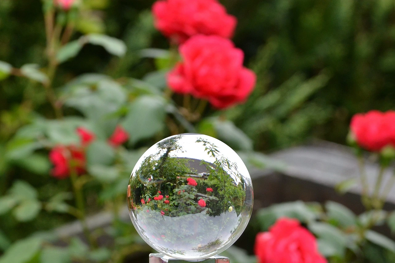 Rose In A Glass Dome